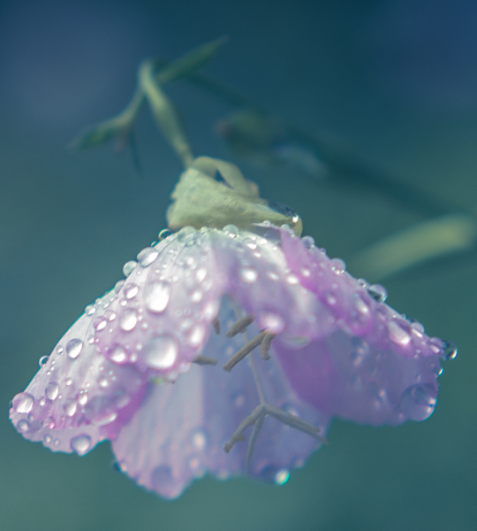 A LITTLE FALL OF RAIN